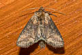 DArk Spectacle Abrostola triplasia