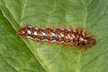 Knot Grass Moth Acronicta rumicis