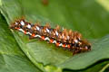 Knot Grass Moth Acronicta rumicis