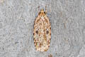 Brindled Flat-body Agonopterix arenella