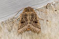 Lunar Underwing Agrochola lunosa