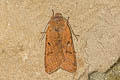 Beaded Chestnut Agrochola lychnidis