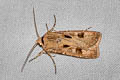 Heart-and-dart Agrotis exclamationis