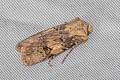 Shuttle-shaped Dart Agrotis puta