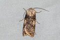 Shuttle-shaped Dart Agrotis puta