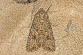 Nutmeg Moth Anarta trifolii