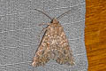 Nutmeg Moth Anarta trifolii