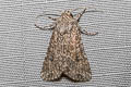 Nutmeg Moth Anarta trifolii