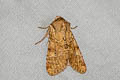 Bordered Apamea Moth Apamea sordens