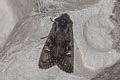 Black Rustic Aporophyla nigra