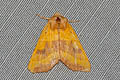 Centre-barred Sallow Atethmia centrago