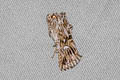 Toadflax Brocade Moth Calophasia lunula 