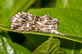 Toadflax Brocade Moth Calophasia lunula 