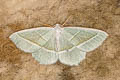 Light Emerald Campaea margaritaria