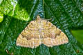 Yellow Shell Moth Camptogramma bilineata