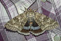 Blue Underwing Catocala fraxini