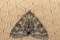 Blue Underwing Catocala fraxini