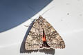 Red Underwing Catocala nupta