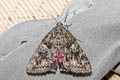 Dark Crimson Underwing Catocala sponsa