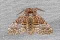 Nut-tree Tussock Moth Colocasia coryli