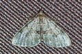 Green Carpet Moth Colostygia pectinataria