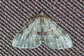 Green Carpet Moth Colostygia pectinataria