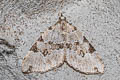 Green Carpet Moth Colostygia pectinataria