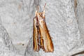 Mullein moth Cucullia verbasci