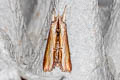 Mullein moth Cucullia verbasci