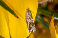 Grey Gorse Piercer Cydia ulicetana