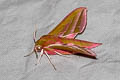 Large Elephant Hawkmoth Deilephila elpenor