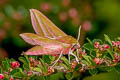 Large Elephant Hawkmoth Deilephila elpenor