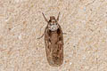 Parsnip Moth Depressaria radiella (Parsnip Webworm)