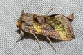 Burnished Brass Diachrysia chrysitis