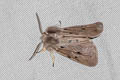 Muslin Moth Diaphora mendica 