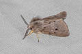 Muslin Moth Diaphora mendica