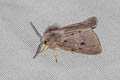 Muslin Moth Diaphora mendica 