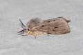 Muslin Moth Diaphora mendica 