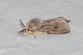 Muslin Moth Diaphora mendica
