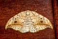 Pebble Hook-tip Drepana falcataria