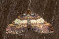 Shoulder-stripe Earophila badiata