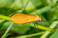 Orange Footman Eilema sororcula