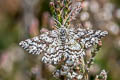 Common Heath Ematurga atomaria