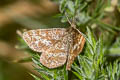 Common Heath Ematurga atomaria