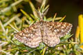 Common Heath Ematurga atomaria