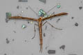 Morning-glory Plume Moth Emmelina monodactyla 