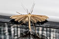 Morning-glory Plume Moth Emmelina monodactyla 