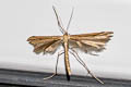 Morning-glory Plume Moth Emmelina monodactyla 
