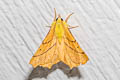 Canary-shouldered Thorn Ennomos alniaria