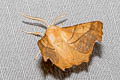 Dusky Thorn Ennomos fuscantaria